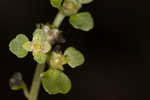 American golden saxifrage